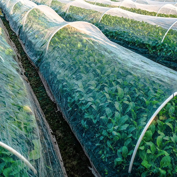 Rede de Insetos Vegetais para Jardim
