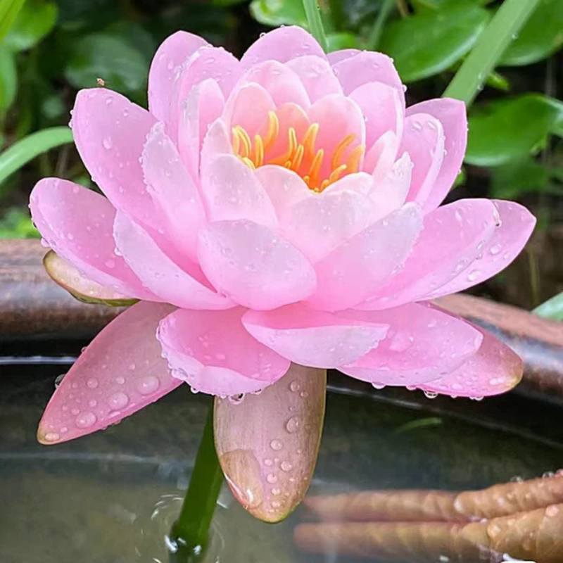 Sementes de Lótus Premium Trevoni: A Flor de Lótus da Tigela Sagrada de Bonsai + BRINDE HOJE