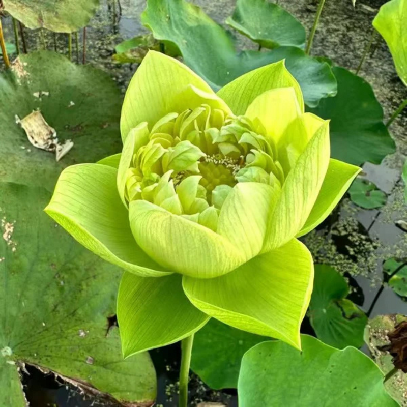 Sementes de Lótus Premium Trevoni: A Flor de Lótus da Tigela Sagrada de Bonsai + BRINDE HOJE