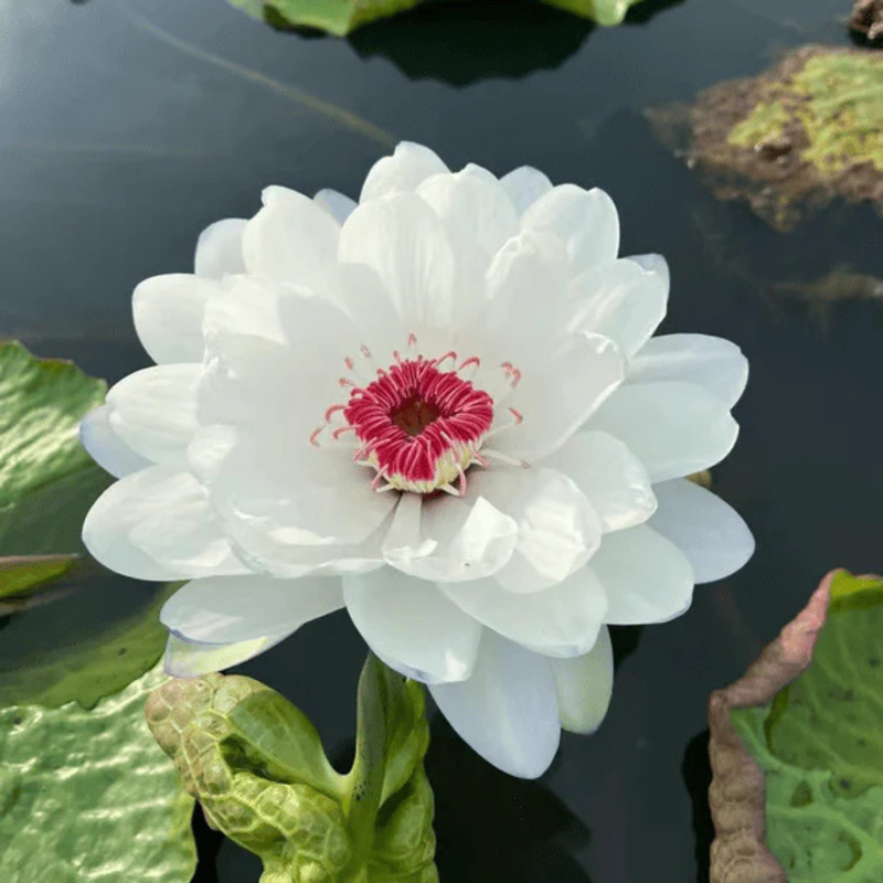 Sementes de Lótus Premium Trevoni: A Flor de Lótus da Tigela Sagrada de Bonsai + BRINDE HOJE