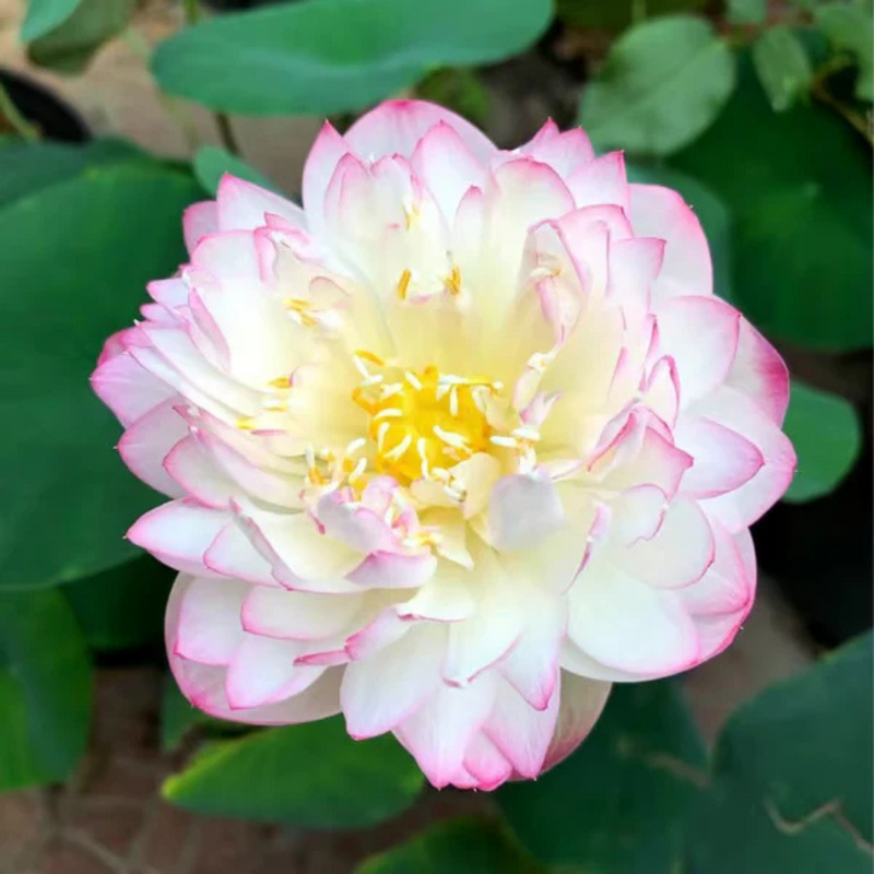 Sementes de Lótus Premium Trevoni: A Flor de Lótus da Tigela Sagrada de Bonsai + BRINDE HOJE