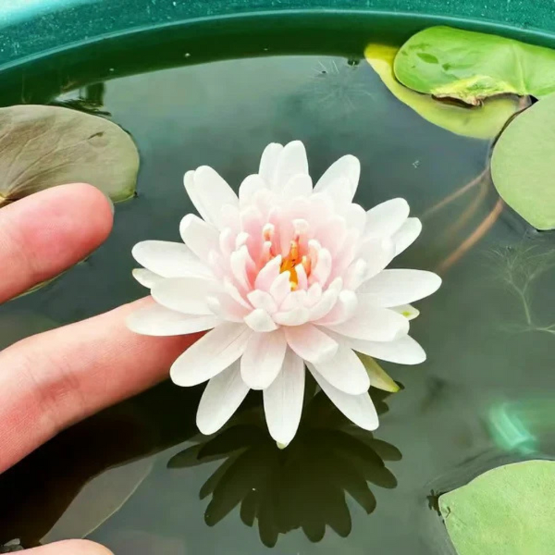 Sementes de Lótus Premium Trevoni: A Flor de Lótus da Tigela Sagrada de Bonsai + BRINDE HOJE