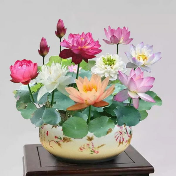 Sementes de Lótus Premium Trevoni: A Flor de Lótus da Tigela Sagrada de Bonsai + BRINDE HOJE
