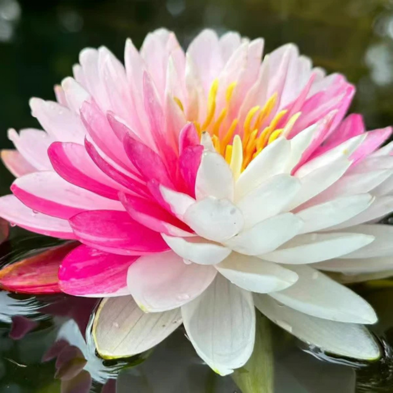 Sementes de Lótus Premium Trevoni: A Flor de Lótus da Tigela Sagrada de Bonsai + BRINDE HOJE