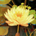 Sementes de Lótus Premium Trevoni: A Flor de Lótus da Tigela Sagrada de Bonsai + BRINDE HOJE