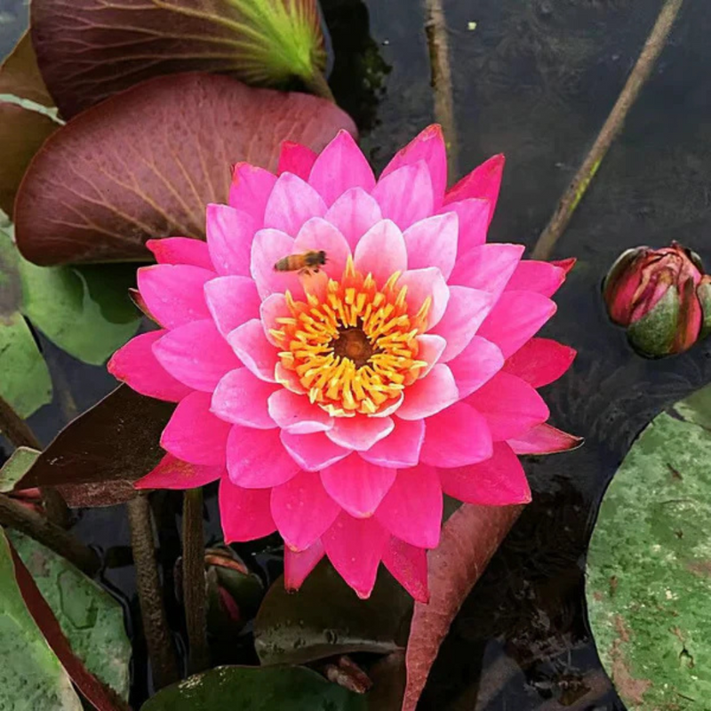 Sementes de Lótus Premium Trevoni: A Flor de Lótus da Tigela Sagrada de Bonsai + BRINDE HOJE