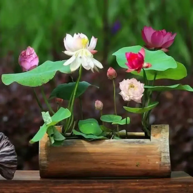 Sementes de Lótus Premium Trevoni: A Flor de Lótus da Tigela Sagrada de Bonsai + BRINDE HOJE